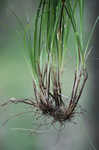 Thorne's sedge